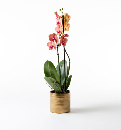 Gyllen orkidé i Rustikk potte